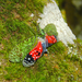 Bicho Cabeza de Dragón Ocelado - Photo (c) Lepidoptera Colombiana 🇨🇴, algunos derechos reservados (CC BY-NC), subido por Lepidoptera Colombiana 🇨🇴