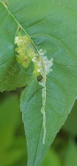 Calycomyza platyptera