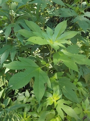 Calycomyza platyptera