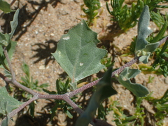 Atriplex laciniata