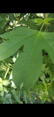 Calycomyza platyptera