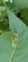 Calycomyza platyptera