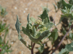 Atriplex laciniata