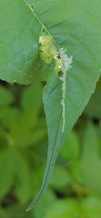 Calycomyza platyptera