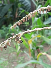 Apis mellifera