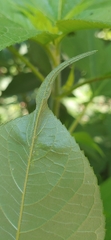 Calycomyza platyptera