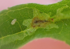 Calycomyza platyptera