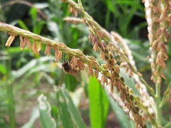 Apis mellifera