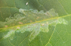 Calycomyza platyptera