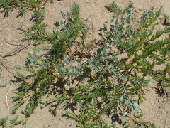 Atriplex laciniata