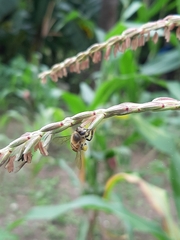 Apis mellifera