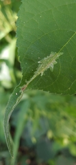 Calycomyza platyptera