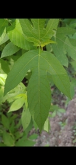 Calycomyza platyptera
