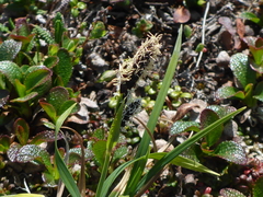 Carex pluriflora