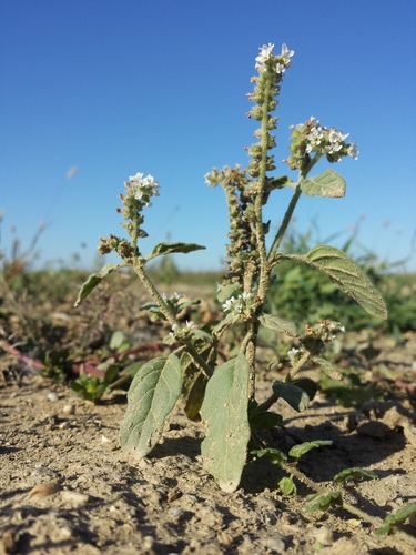European heliotrope