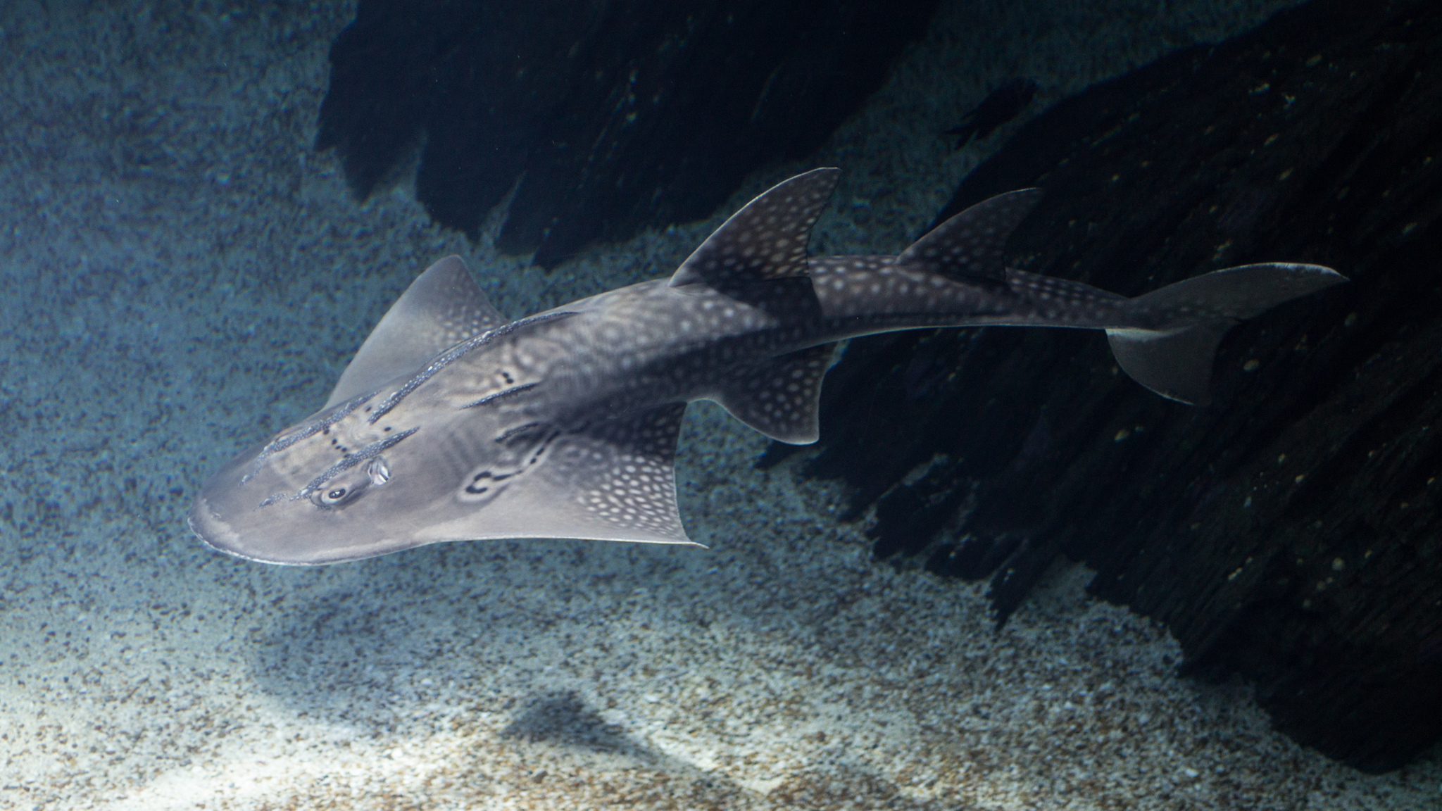 Bowmouth Guitarfish Diet