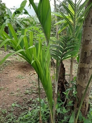 Arecaceae