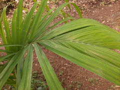 Arecaceae