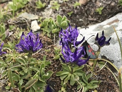 Phyteuma globulariifolium