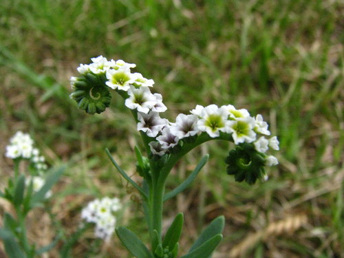 Heliotropium curassavicum