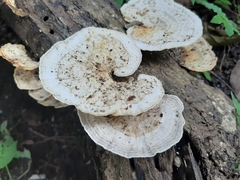 Trametes