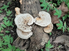 Trametes