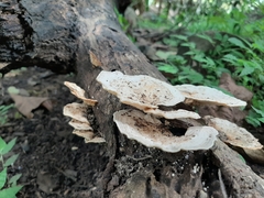 Trametes