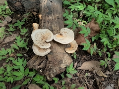 Trametes