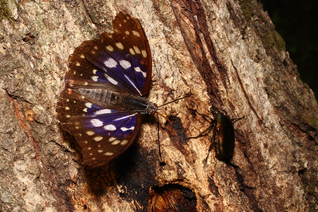 Great Purple Emperor
