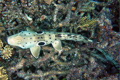 Epaulette Shark photo 4