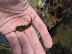 Myoxocephalus aenaeus