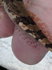 Myoxocephalus aenaeus