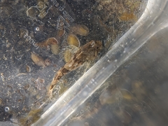 Myoxocephalus aenaeus