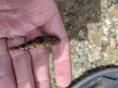 Myoxocephalus aenaeus