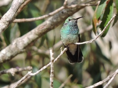 Colibri serrirostris
