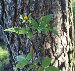 Bidens frondosa