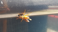 Gyrostoma
