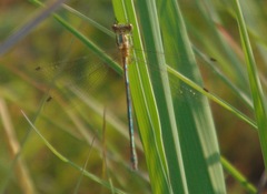 Lestes vigilax