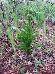Dendrolycopodium hickeyi