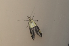 Oecophora bractella