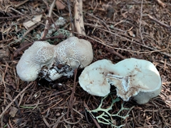 Lycoperdon subcretaceum