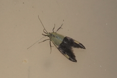 Oecophora bractella