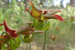 Sarracenia rubra