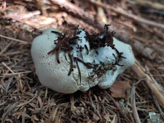 Lycoperdon subcretaceum