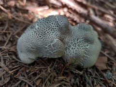 Lycoperdon subcretaceum