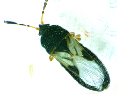 Blissus leucopterus