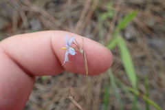 Sisyrinchium mucronatum