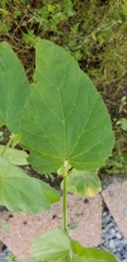 Magnoliopsida