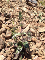 Collinsia tinctoria
