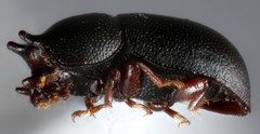 Cis okennoni